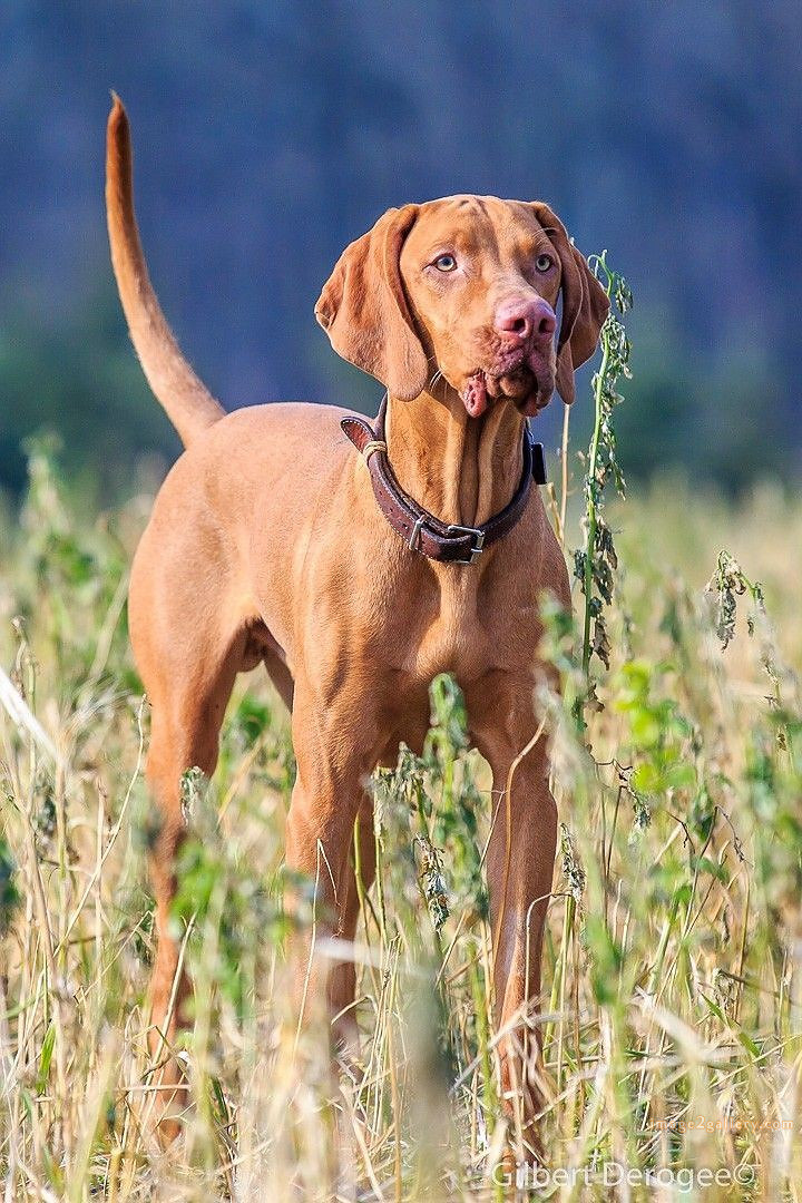 1100+ Dog Images Free Download | Cute Dog Pictures | 622 cute dog photos download -(16)
