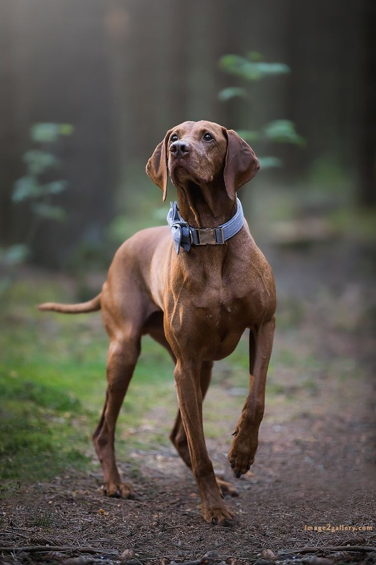 1100+ Dog Images Free Download | Cute Dog Pictures | 621 cute dog photos download -(17)