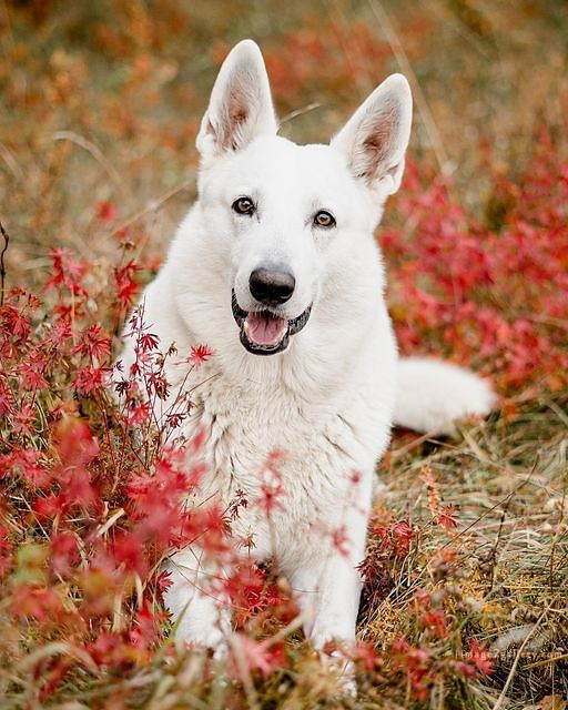 1100+ Dog Images Free Download | Cute Dog Pictures | 636 cute dog photos download -(2)