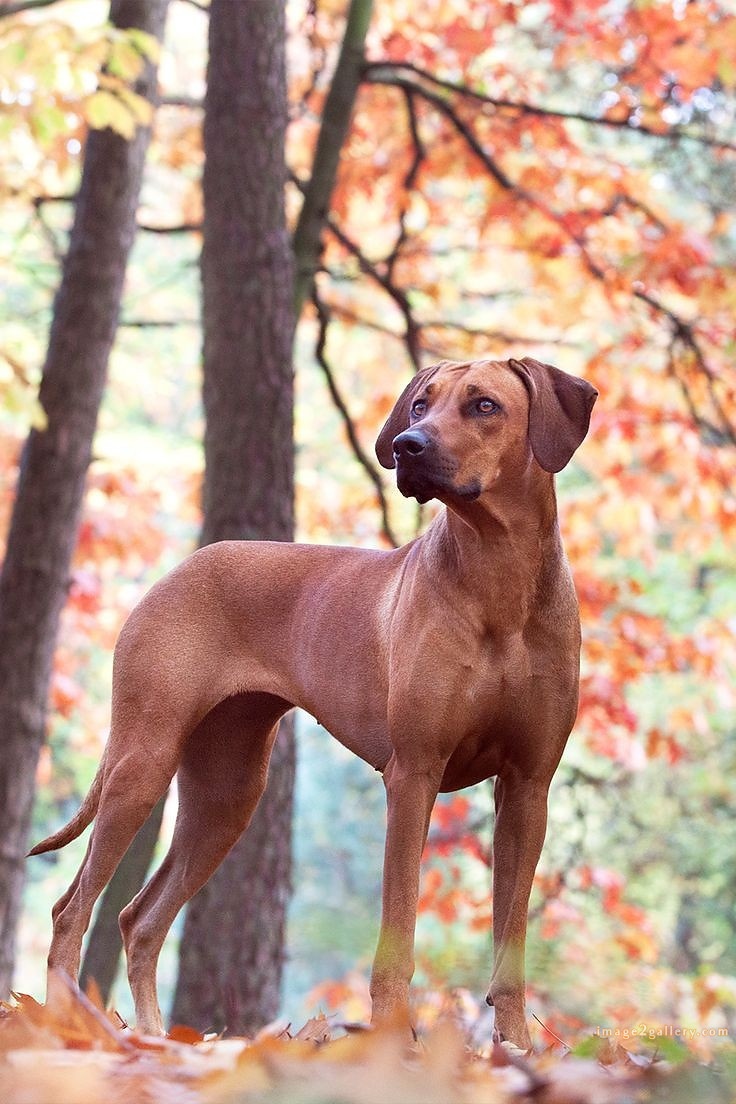 1100+ Dog Images Free Download | Cute Dog Pictures | 616 cute dog photos download -(20)