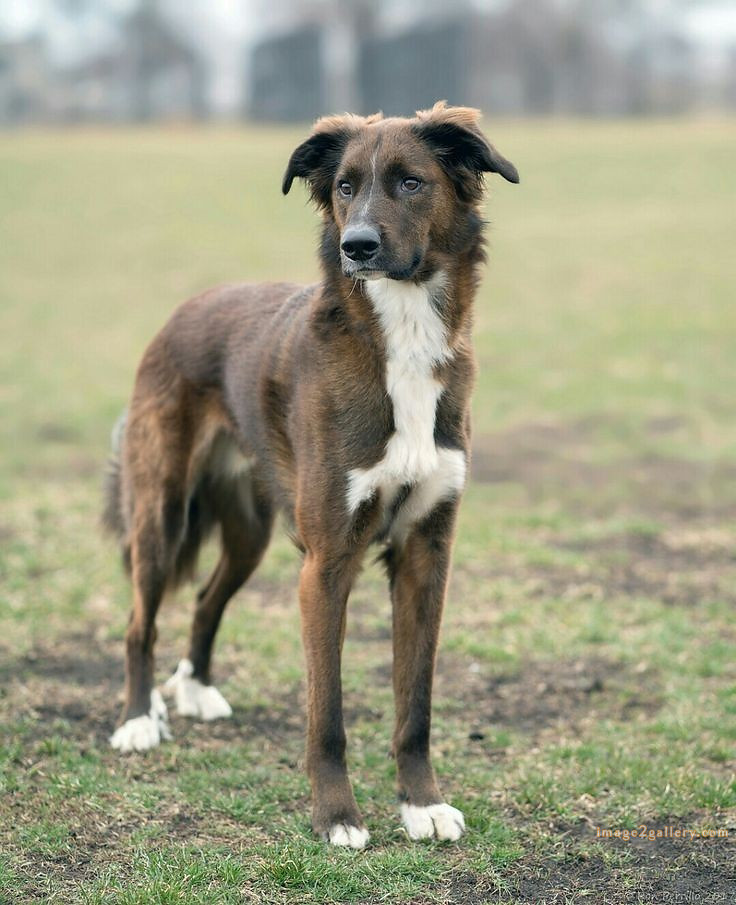 1100+ Dog Images Free Download | Cute Dog Pictures | 617 cute dog photos download -(21)