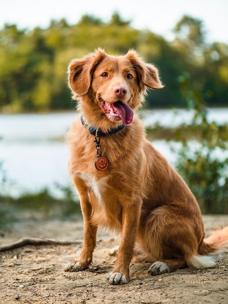 1100+ Dog Images Free Download | Cute Dog Pictures | 618 cute dog photos download -(22)