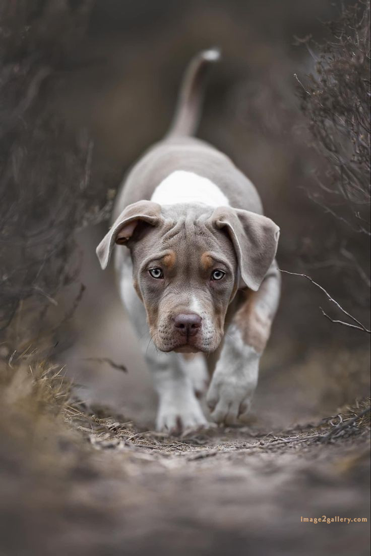 1100+ Dog Images Free Download | Cute Dog Pictures | 619 cute dog photos download -(23)