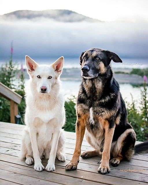 1100+ Dog Images Free Download | Cute Dog Pictures | 630 cute dog photos download -(3)