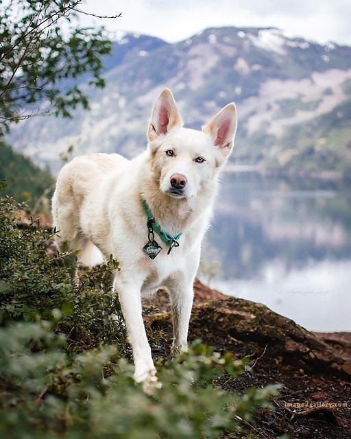 1100+ Dog Images Free Download | Cute Dog Pictures | 635 cute dog photos download -(4)
