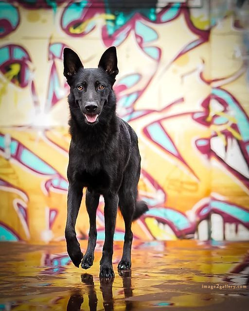 1100+ Dog Images Free Download | Cute Dog Pictures | 631 cute dog photos download -(5)