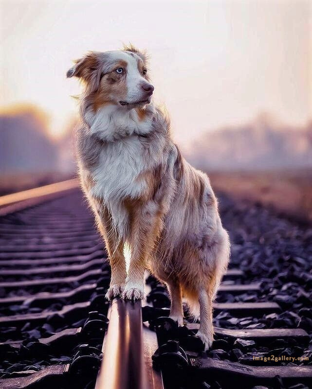 1100+ Dog Images Free Download | Cute Dog Pictures | 632 cute dog photos download -(6)