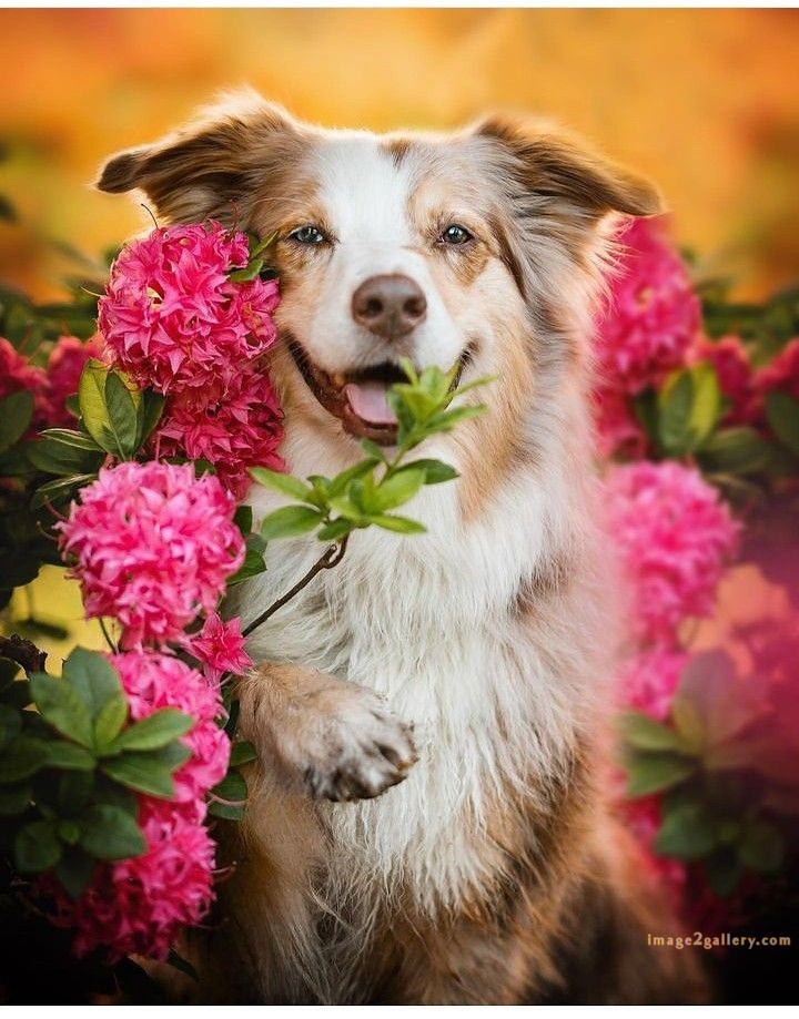 1100+ Dog Images Free Download | Cute Dog Pictures | 633 cute dog photos download -(7)