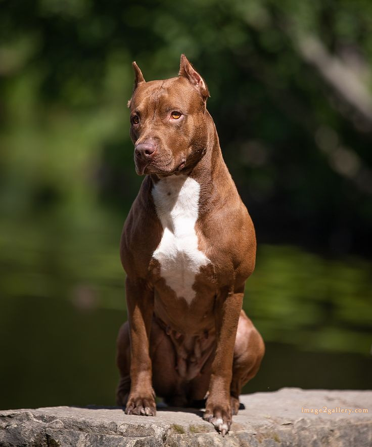 1100+ Dog Images Free Download | Cute Dog Pictures | 634 cute dog photos download -(8)