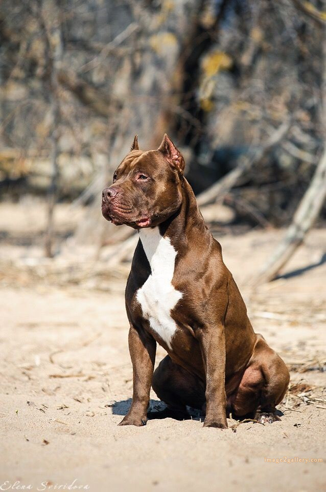 1100+ Dog Images Free Download | Cute Dog Pictures | 625 cute dog photos download -(9)