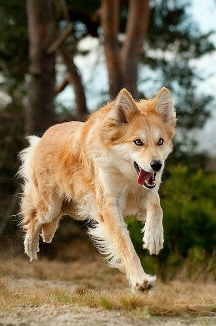 1100+ Dog Images Free Download | Cute Dog Pictures | 603 cute dog photos for dp -(10)