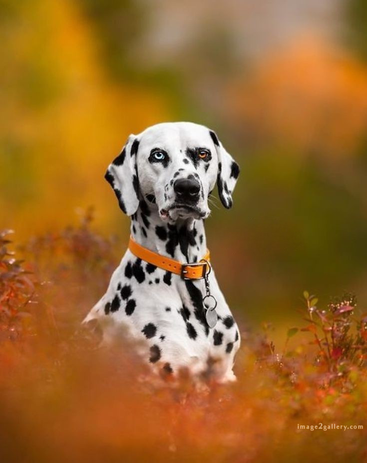 1100+ Dog Images Free Download | Cute Dog Pictures | 595 cute dog photos for dp -(14)