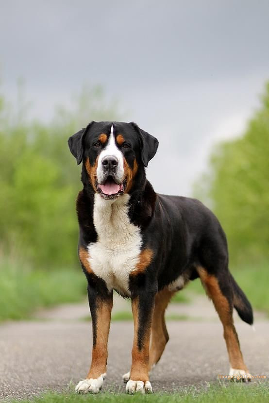 1100+ Dog Images Free Download | Cute Dog Pictures | 596 cute dog photos for dp -(15)