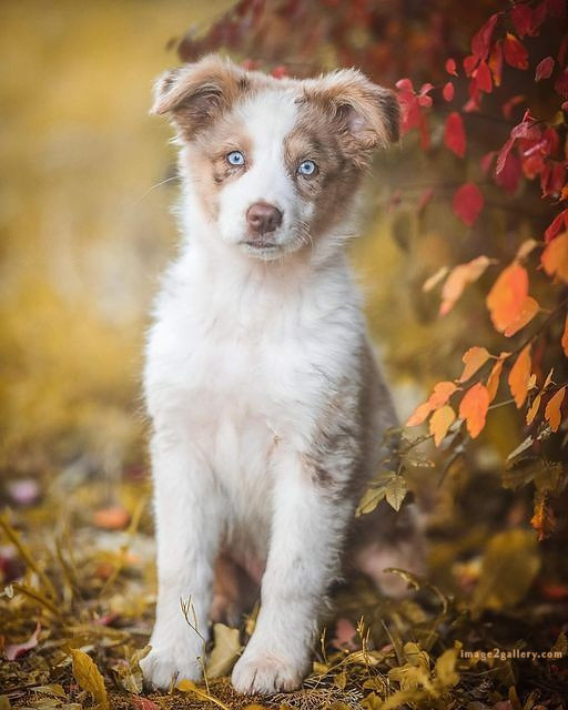 1100+ Dog Images Free Download | Cute Dog Pictures | 598 cute dog photos for dp -(16)