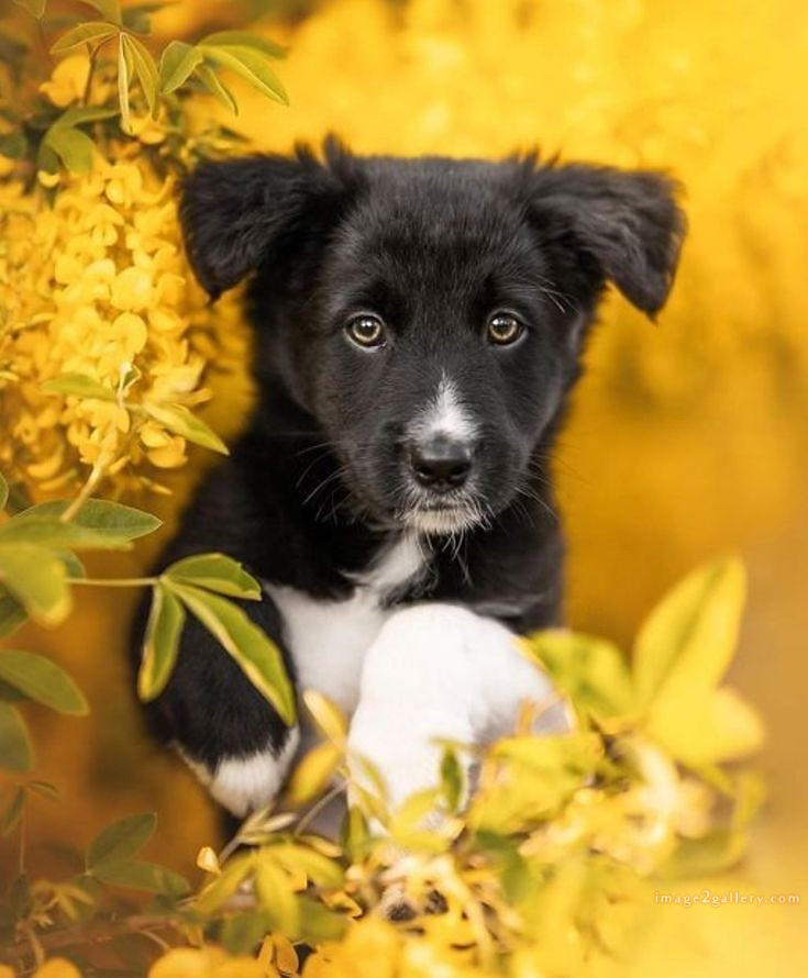 1100+ Dog Images Free Download | Cute Dog Pictures | 597 cute dog photos for dp -(17)