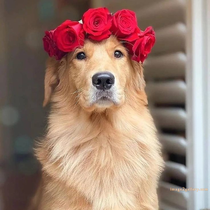 1100+ Dog Images Free Download | Cute Dog Pictures | 594 cute dog photos for dp -(18)
