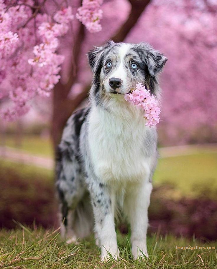 1100+ Dog Images Free Download | Cute Dog Pictures | 611 cute dog photos for dp -(2)
