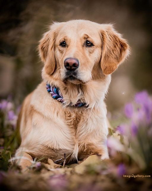 1100+ Dog Images Free Download | Cute Dog Pictures | 593 cute dog photos for dp -(20)
