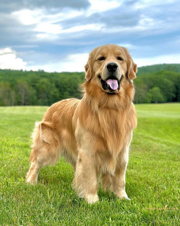 1100+ Dog Images Free Download | Cute Dog Pictures | 592 cute dog photos for dp -(21)
