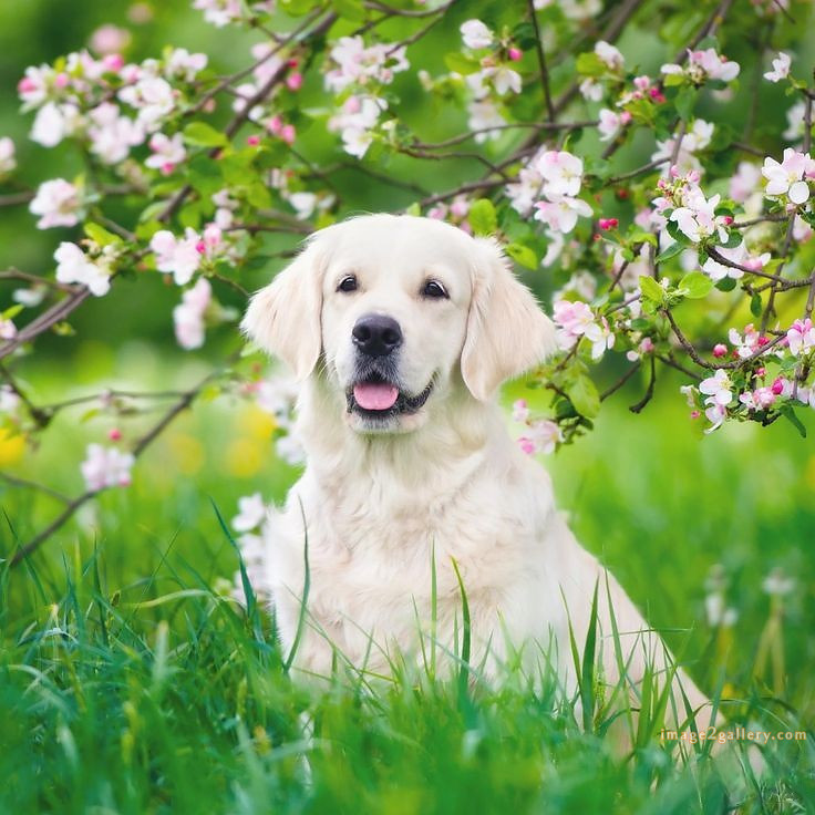 1100+ Dog Images Free Download | Cute Dog Pictures | 591 cute dog photos for dp -(22)