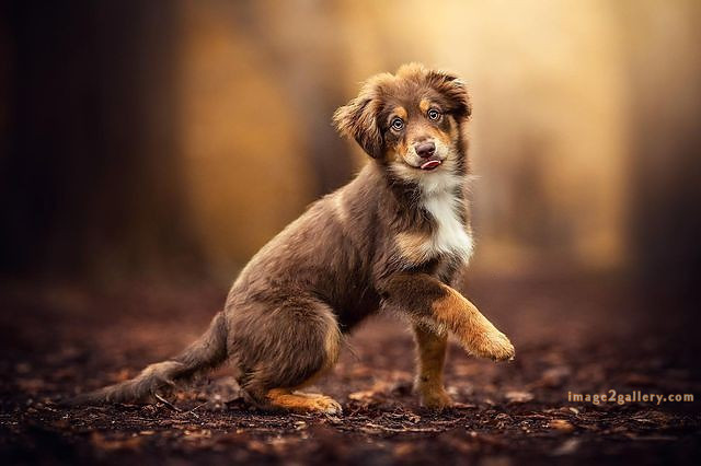 1100+ Dog Images Free Download | Cute Dog Pictures | 587 cute dog photos for dp -(27)