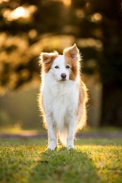 1100+ Dog Images Free Download | Cute Dog Pictures | 605 cute dog photos for dp -(4)