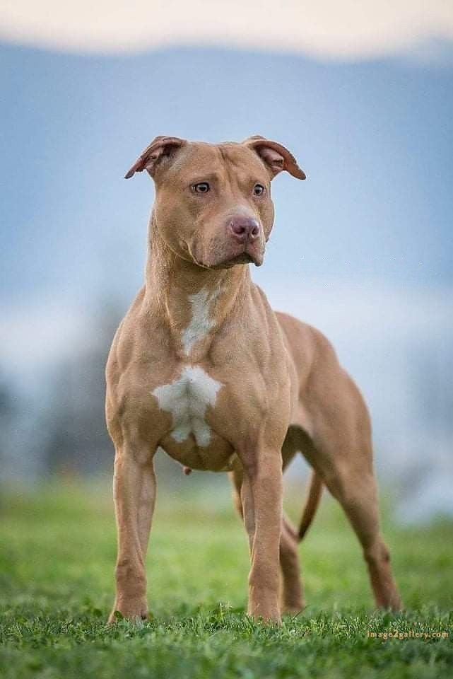 1100+ Dog Images Free Download | Cute Dog Pictures | 607 cute dog photos for dp -(6)