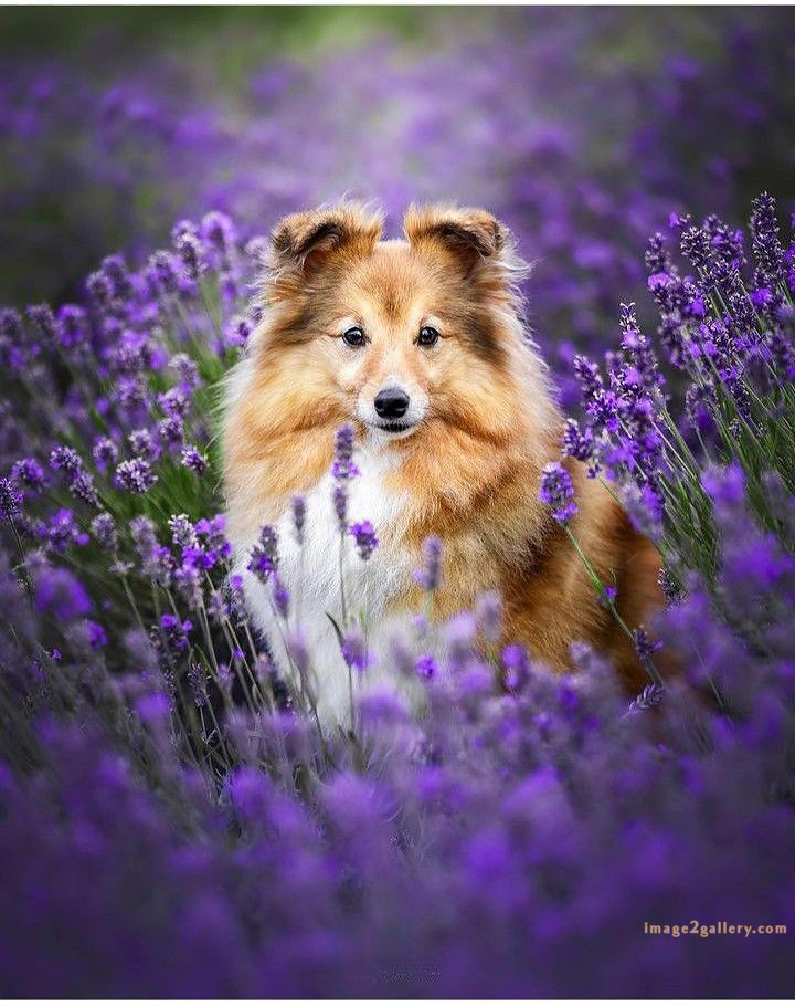 1100+ Dog Images Free Download | Cute Dog Pictures | 608 cute dog photos for dp -(7)