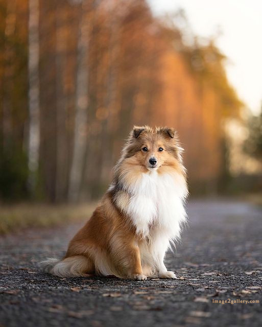 1100+ Dog Images Free Download | Cute Dog Pictures | 609 cute dog photos for dp -(8)