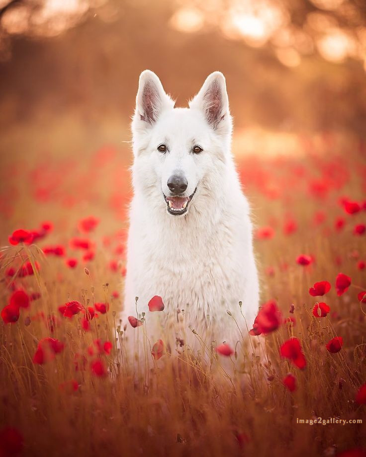 1100+ Dog Images Free Download | Cute Dog Pictures | 562 cute dog photos for whatsapp dp -