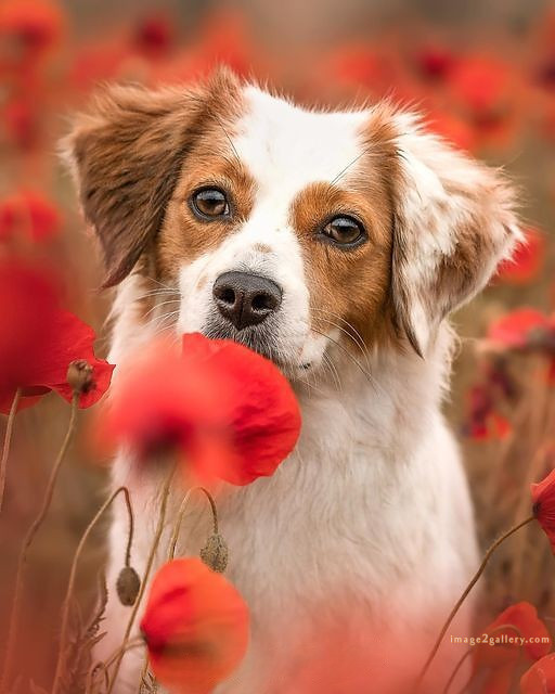 1100+ Dog Images Free Download | Cute Dog Pictures | 574 cute dog photos for whatsapp dp -(14)