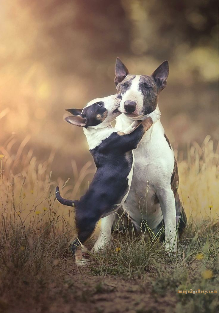 1100+ Dog Images Free Download | Cute Dog Pictures | 569 cute dog photos for whatsapp dp -(16)