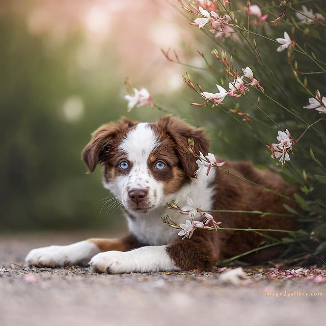1100+ Dog Images Free Download | Cute Dog Pictures | 568 cute dog photos for whatsapp dp -(17)