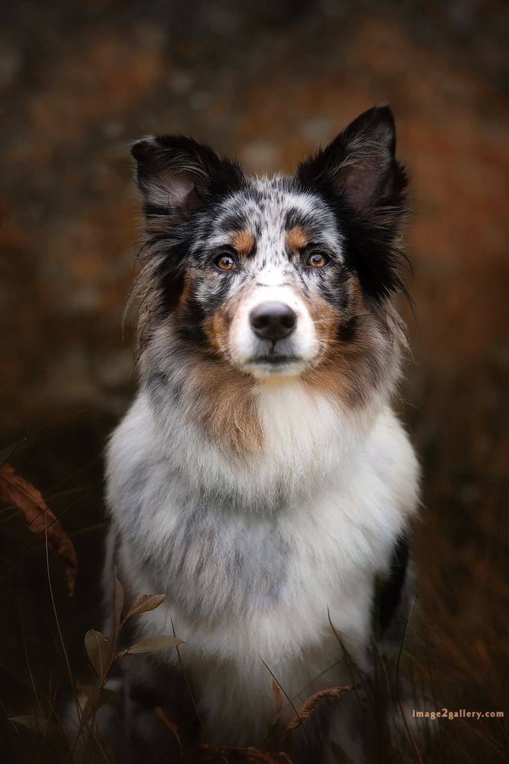 1100+ Dog Images Free Download | Cute Dog Pictures | 567 cute dog photos for whatsapp dp -(19)
