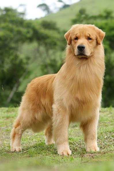 1100+ Dog Images Free Download | Cute Dog Pictures | 582 cute dog photos for whatsapp dp -(2)