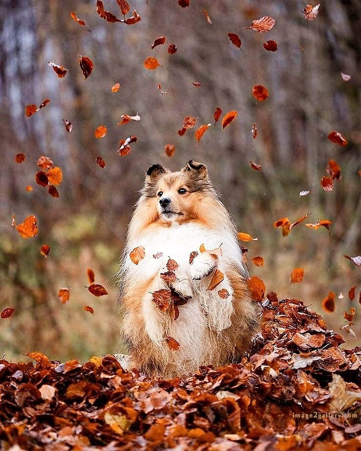 1100+ Dog Images Free Download | Cute Dog Pictures | 565 cute dog photos for whatsapp dp -(20)