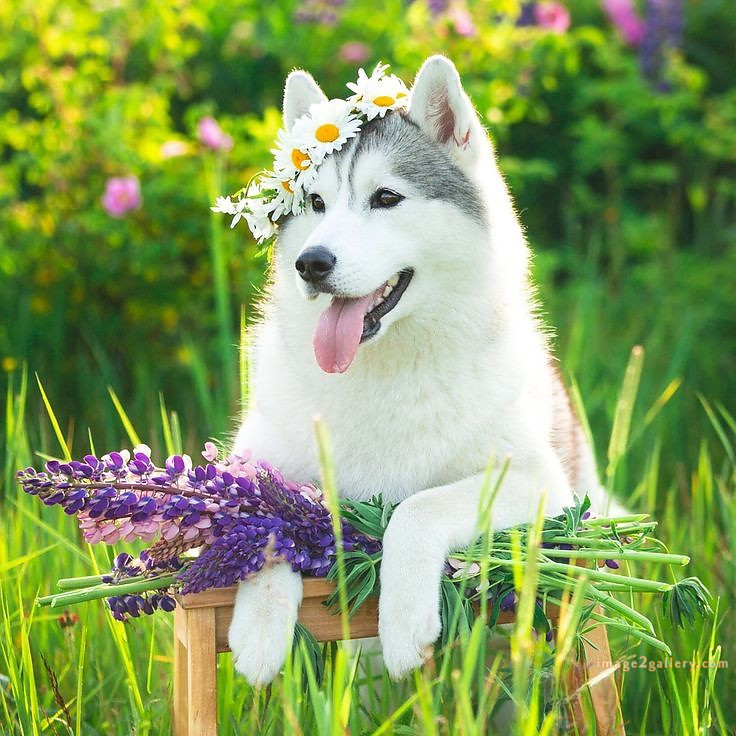 1100+ Dog Images Free Download | Cute Dog Pictures | 560 cute dog photos for whatsapp dp -(21)