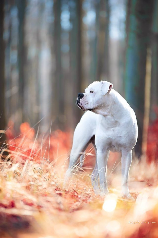 1100+ Dog Images Free Download | Cute Dog Pictures | 581 cute dog photos for whatsapp dp -(3)