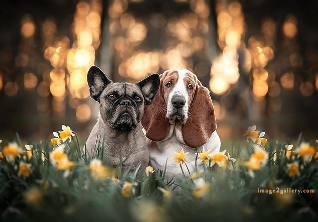 1100+ Dog Images Free Download | Cute Dog Pictures | 577 cute dog photos for whatsapp dp -(8)