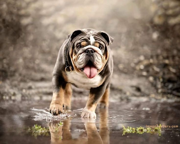 1100+ Dog Images Free Download | Cute Dog Pictures | 576 cute dog photos for whatsapp dp -(9)