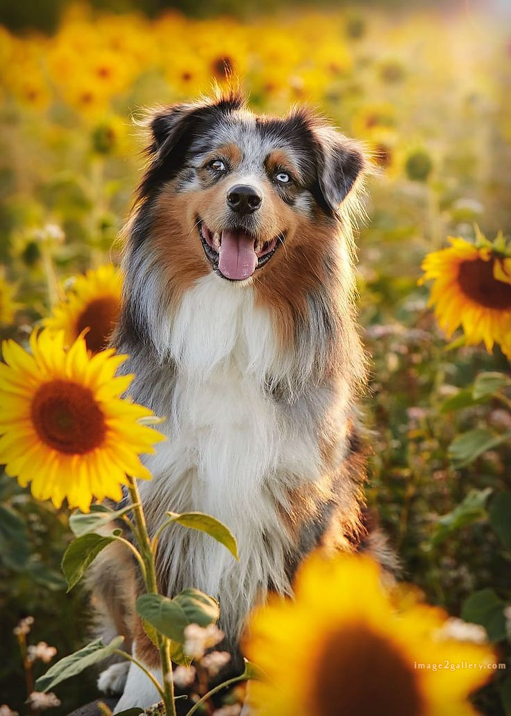1100+ Dog Images Free Download | Cute Dog Pictures | 540 cute dog photos free -
