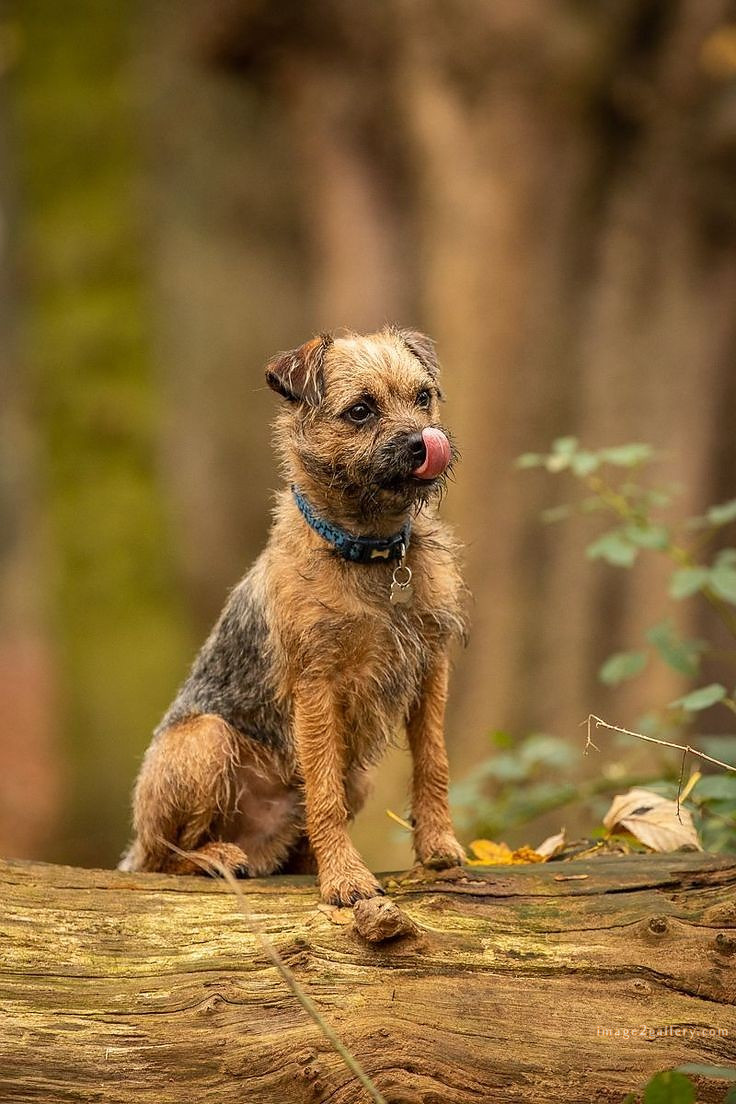 1100+ Dog Images Free Download | Cute Dog Pictures | 563 cute dog photos free -(1)