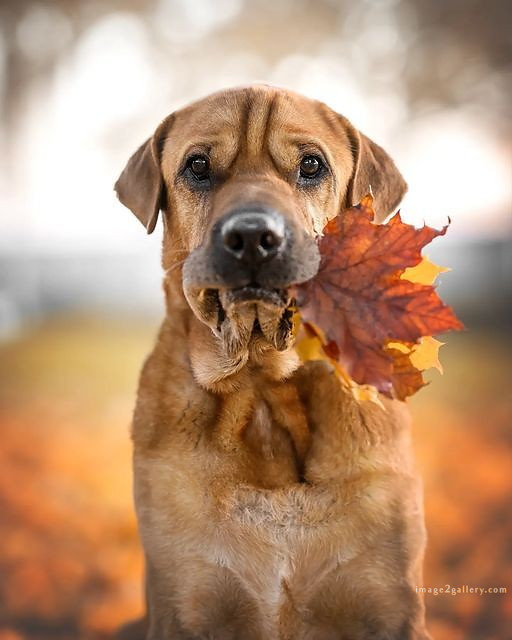 1100+ Dog Images Free Download | Cute Dog Pictures | 552 cute dog photos free -(10)