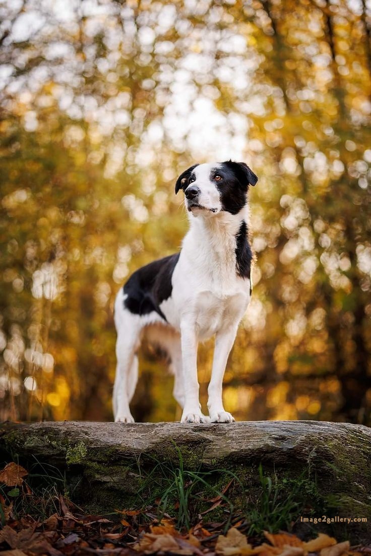 1100+ Dog Images Free Download | Cute Dog Pictures | 553 cute dog photos free -(11)