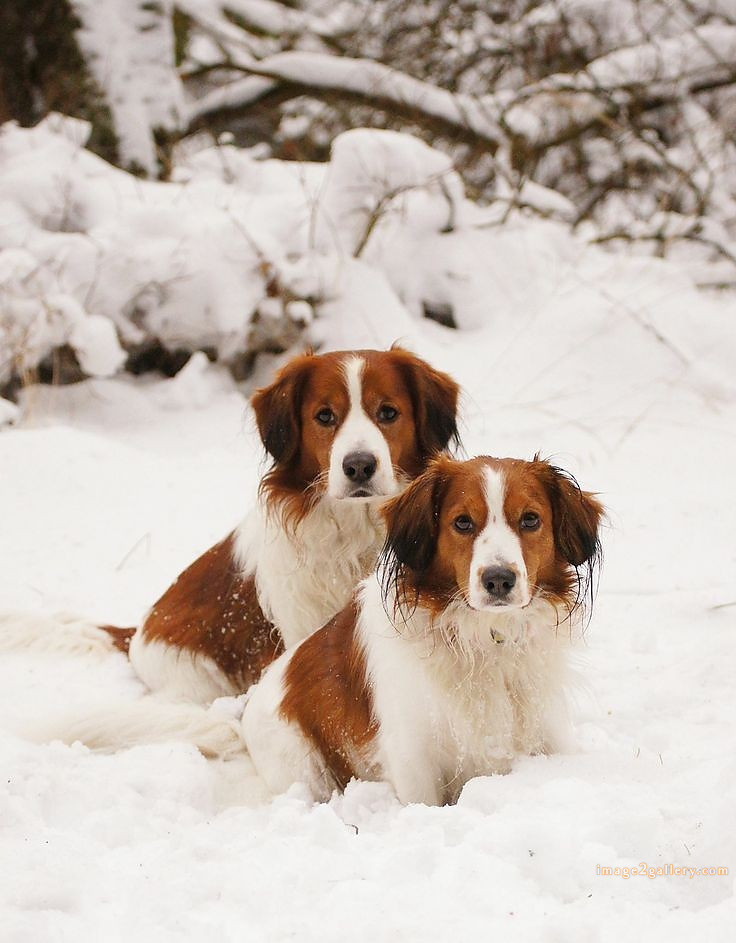 1100+ Dog Images Free Download | Cute Dog Pictures | 554 cute dog photos free -(11)