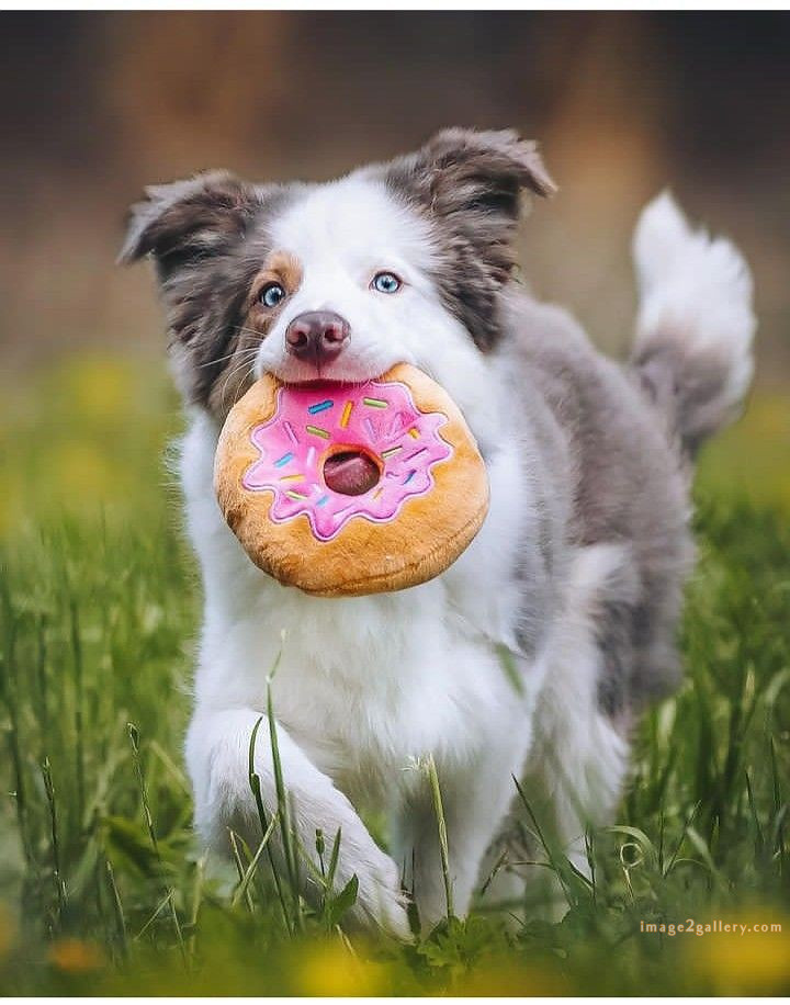 1100+ Dog Images Free Download | Cute Dog Pictures | 545 cute dog photos free -(11)