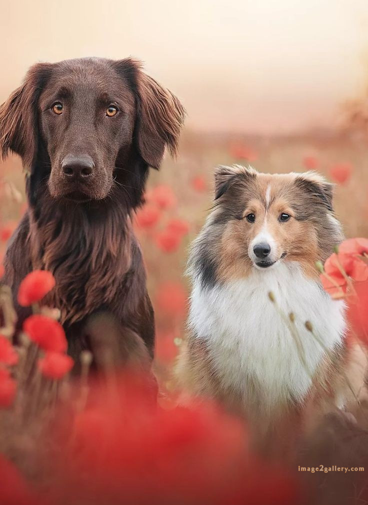 1100+ Dog Images Free Download | Cute Dog Pictures | 547 cute dog photos free -(15)