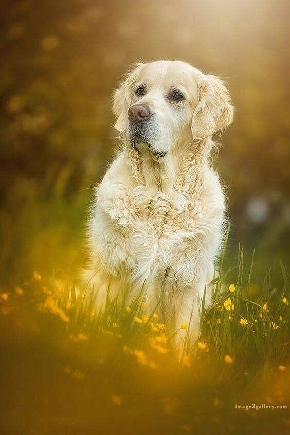 1100+ Dog Images Free Download | Cute Dog Pictures | 548 cute dog photos free -(16)