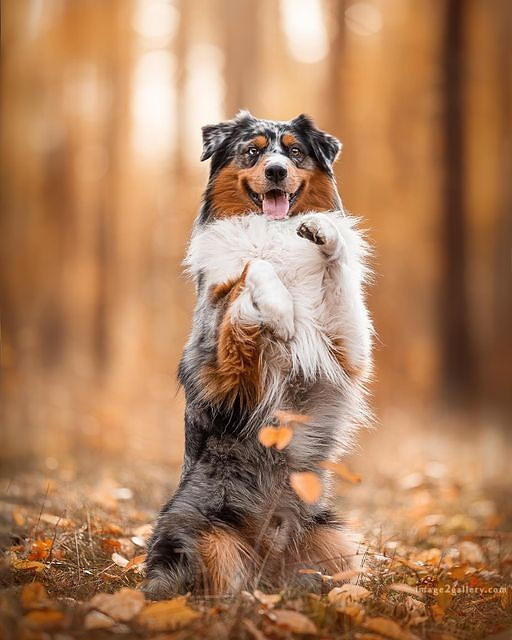 1100+ Dog Images Free Download | Cute Dog Pictures | 544 cute dog photos free -(17)