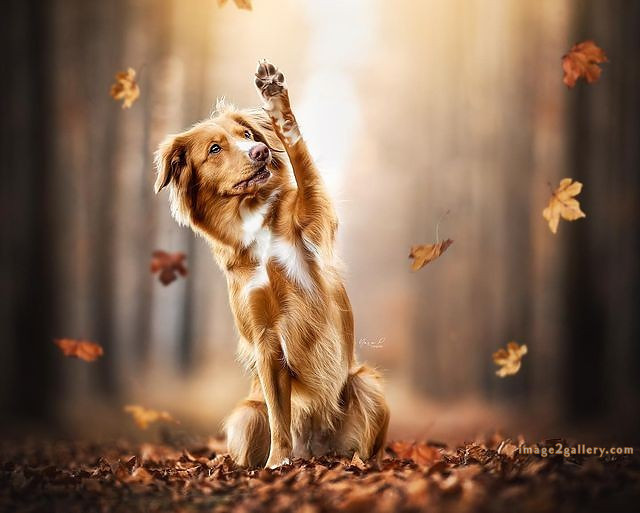 1100+ Dog Images Free Download | Cute Dog Pictures | 549 cute dog photos free -(18)
